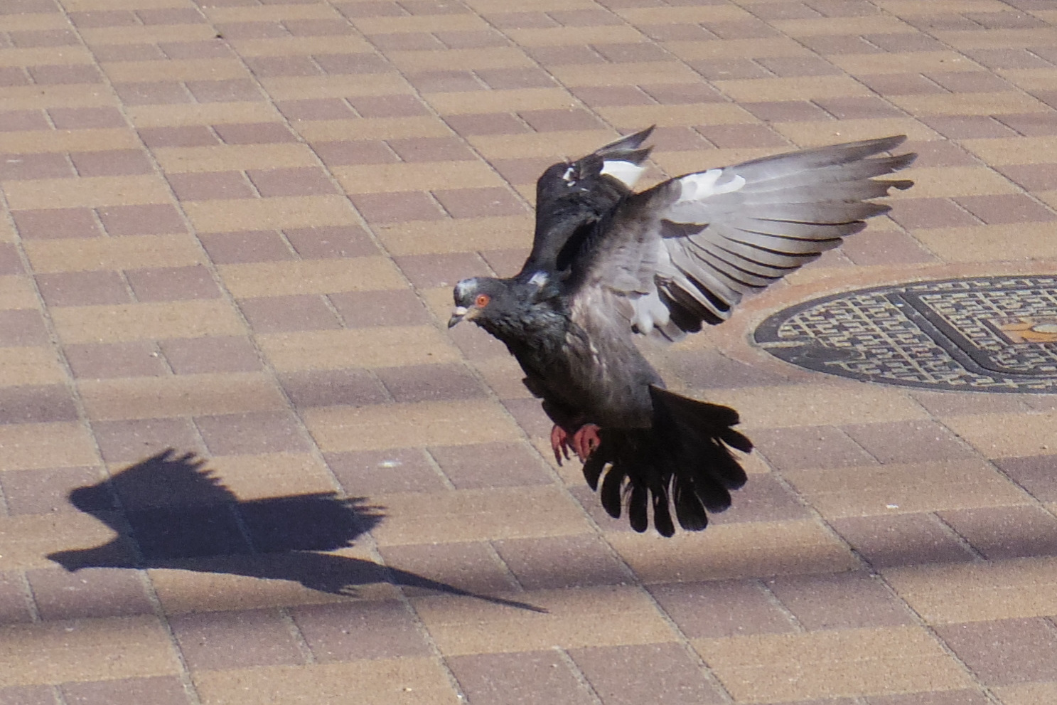 ファインダーのないミラーレス一眼カメラで羽ばたく鳥を撮る方法 しなぷすの独り言